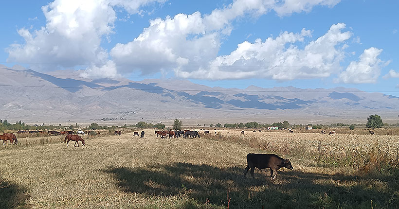 Путями кочевников