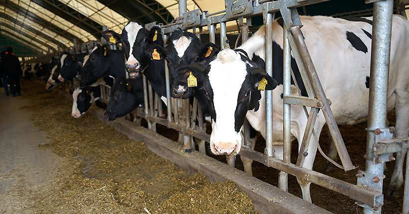 В Новосибирской области введён режим ЧС из-за вспышек бешенства и пастереллёза скота
