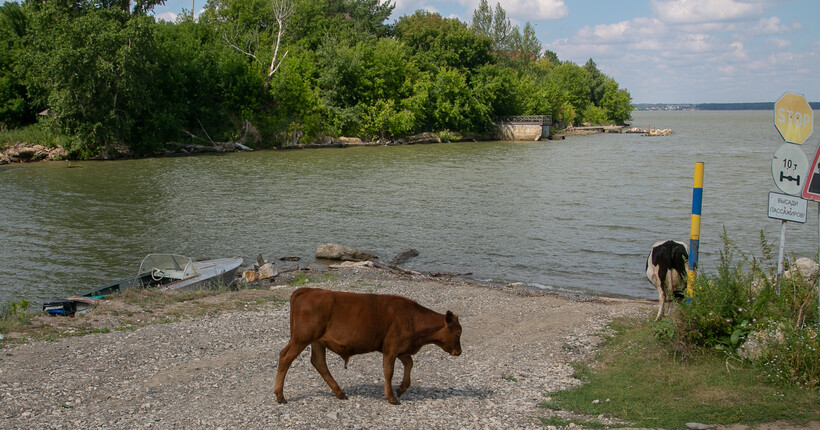 Перевозку 398 животных без документов пресекли на трассах Сибири