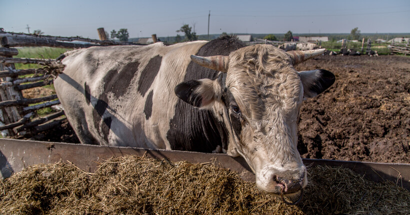 Пункты помощи жителям Новосибирской области развернули в районах изъятия животных