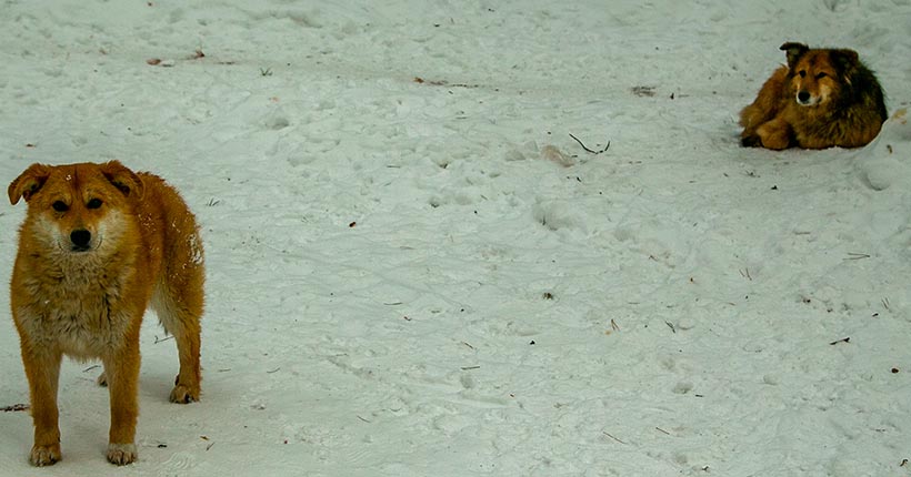 В Заельцовском бору Новосибирска собака угодила в капкан