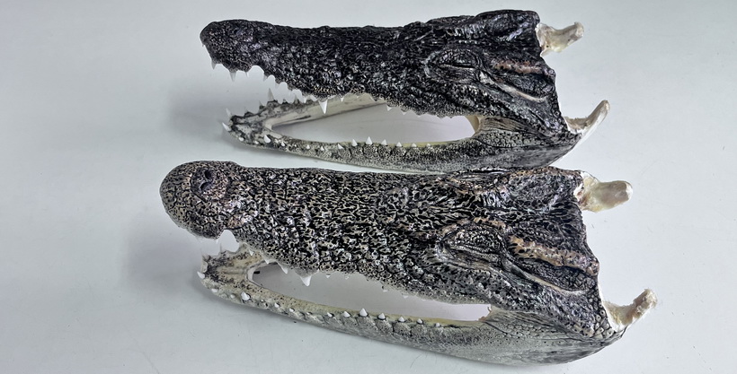 Новосибирские таможенники обнаружили в чемодане пассажира две головы крокодила