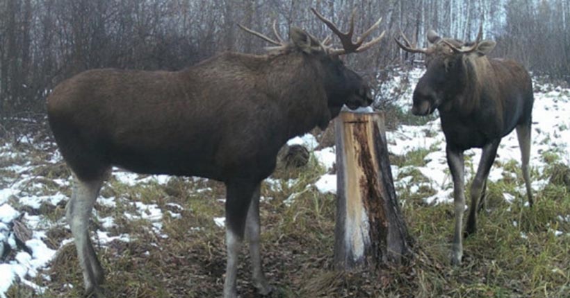 В Новосибирской области насчитали больше лосей, чем в прошлом году