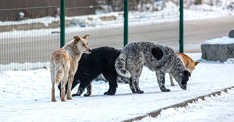 Не смотри в глаза
