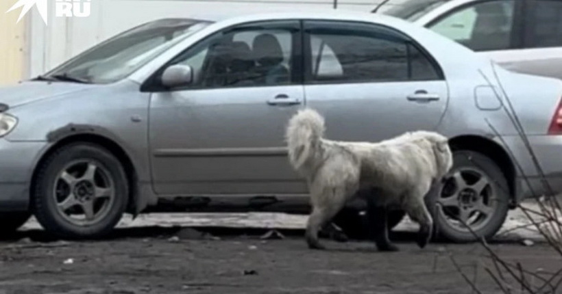 В Новосибирской области алабай покусал двух школьниц