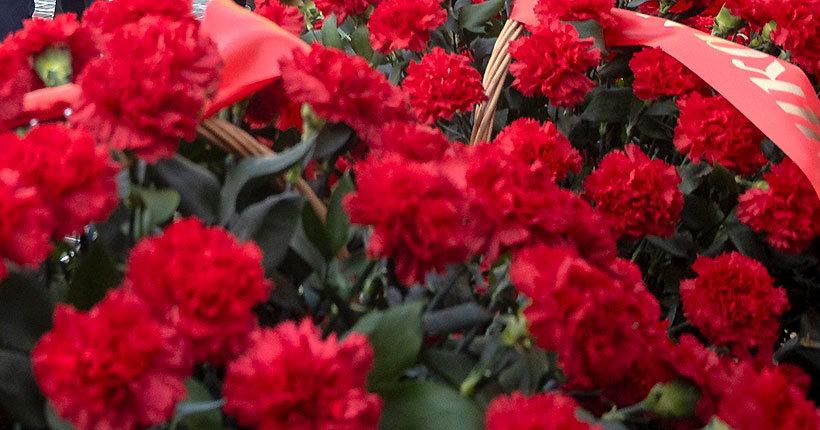 Красная гвоздика