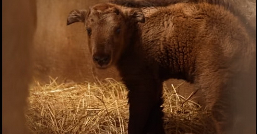 В Новосибирском зоопарке сообщили о прибавлении в семье золотистых такинов