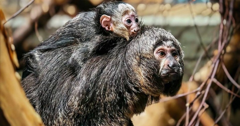  В Новосибирском зоопарке появился на свет малыш у пары белоголовых саки