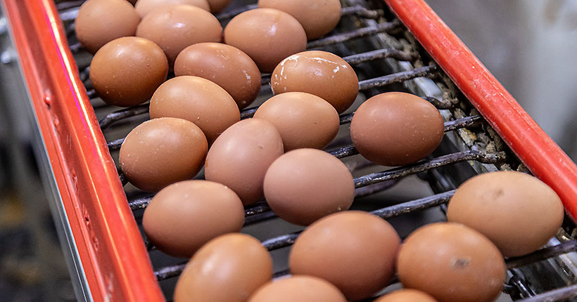 Омлет или яичница?