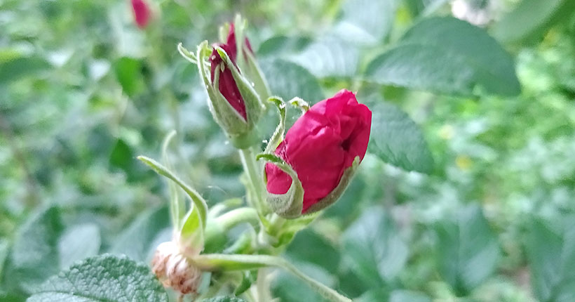 &laquo;Из Сибири&raquo; &mdash; значит, натуральное: куда уходят на экспорт тысячи тонн сибирской косметики