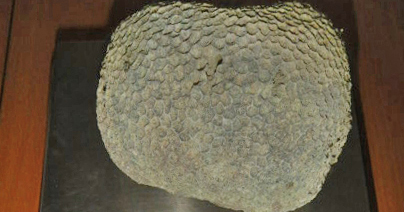 Морское сокровище не прошло таможню: новосибирский турист привёз запрещённый сувенир