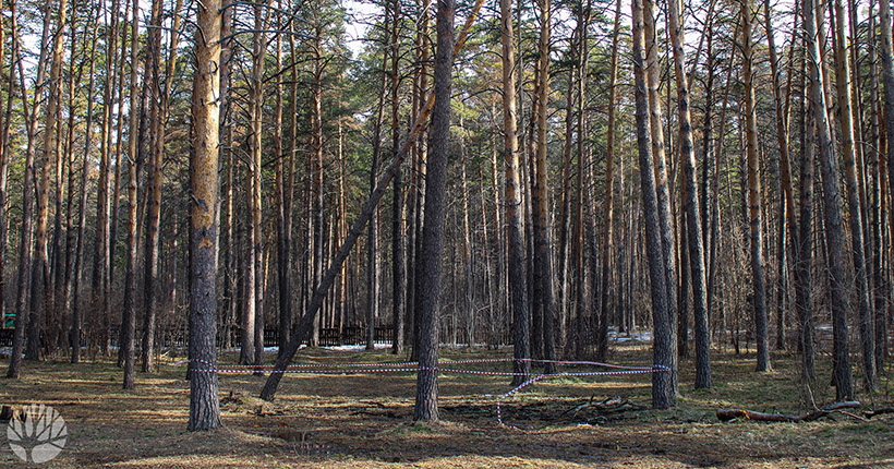 Новосибирцы спасли от падения молодую сосну в Заельцовском парке