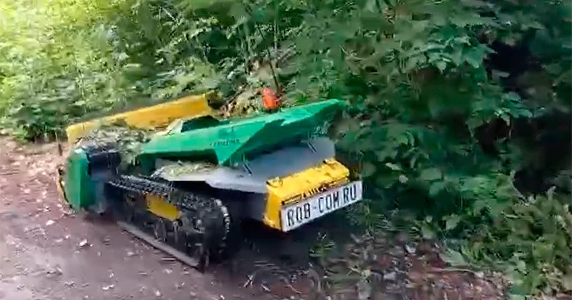 Саранча