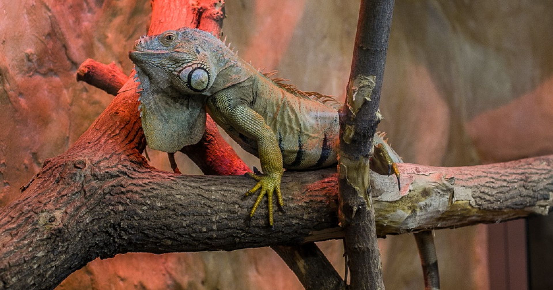 варан в зоопарке