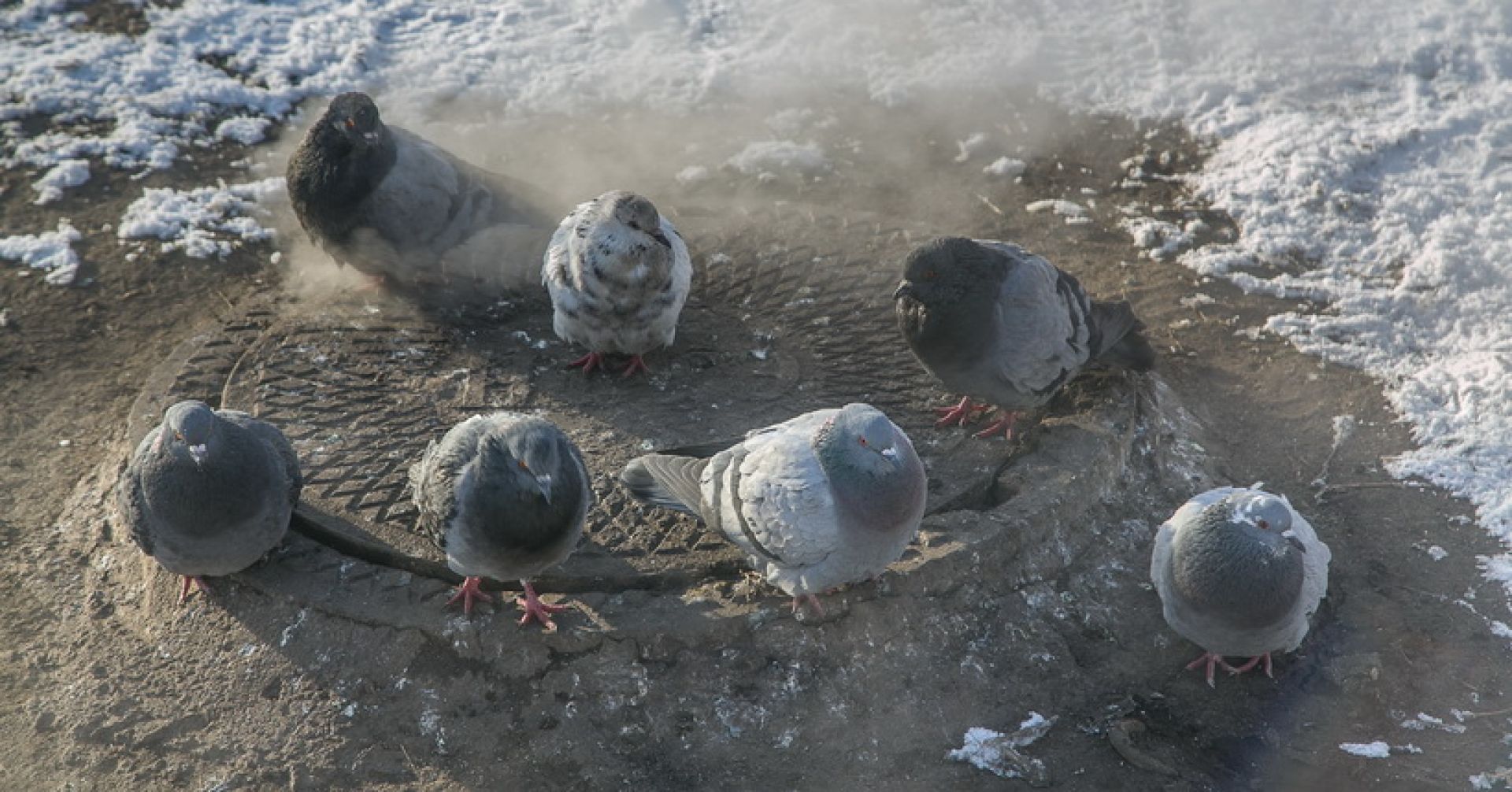 голуби на канализационном люке
