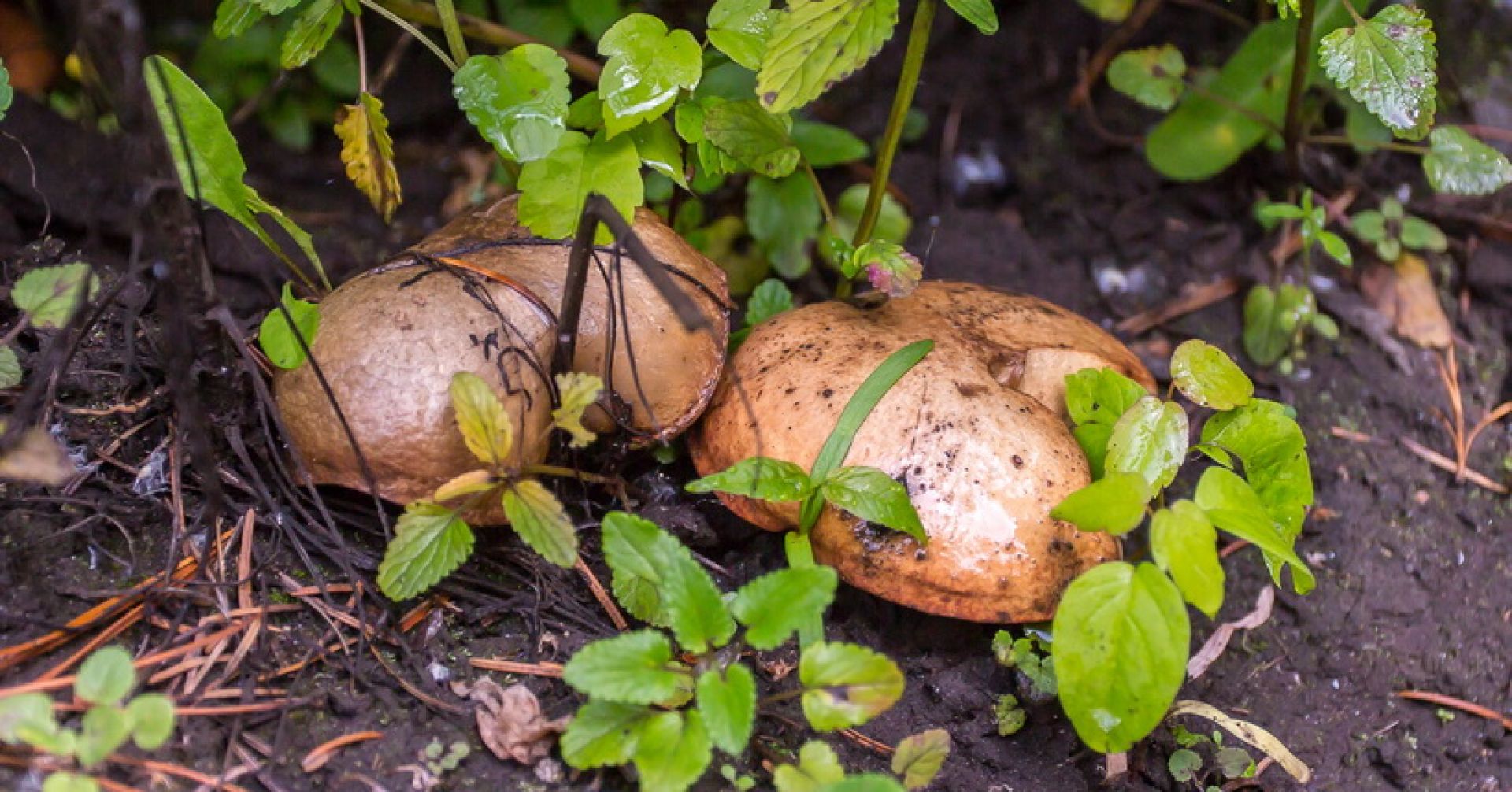 грибы в лесу