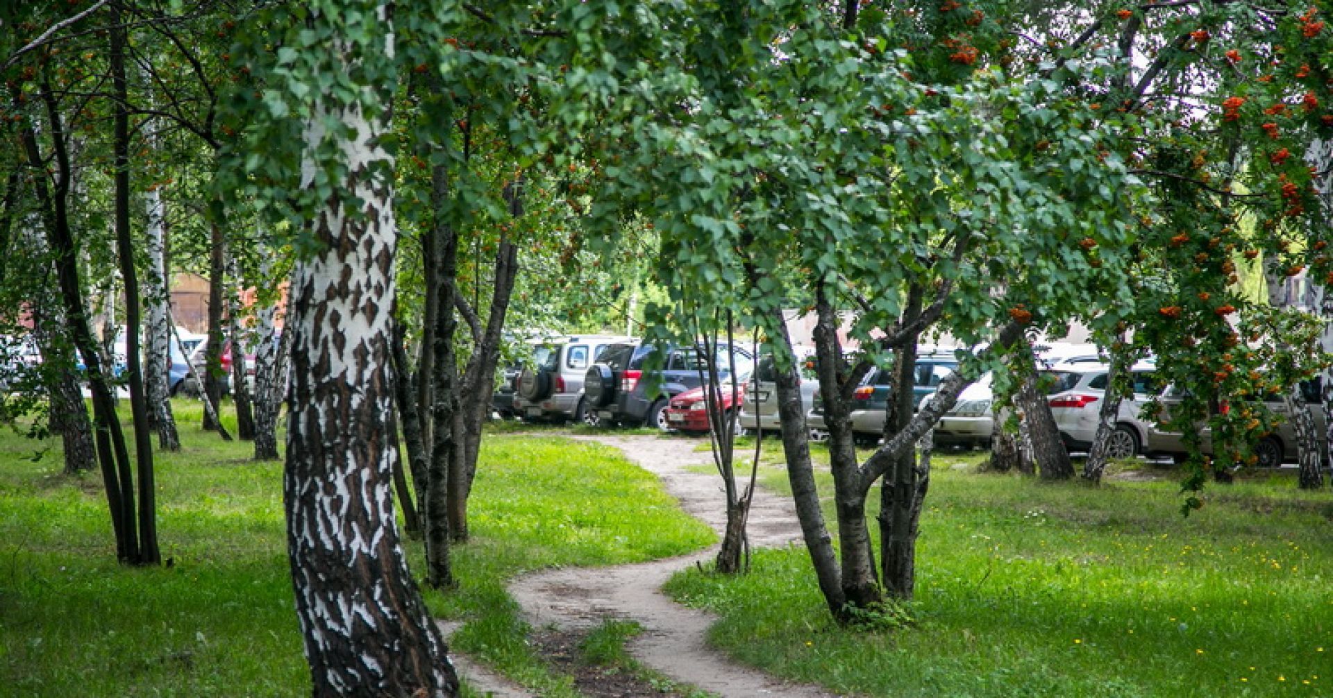 берёза в городе