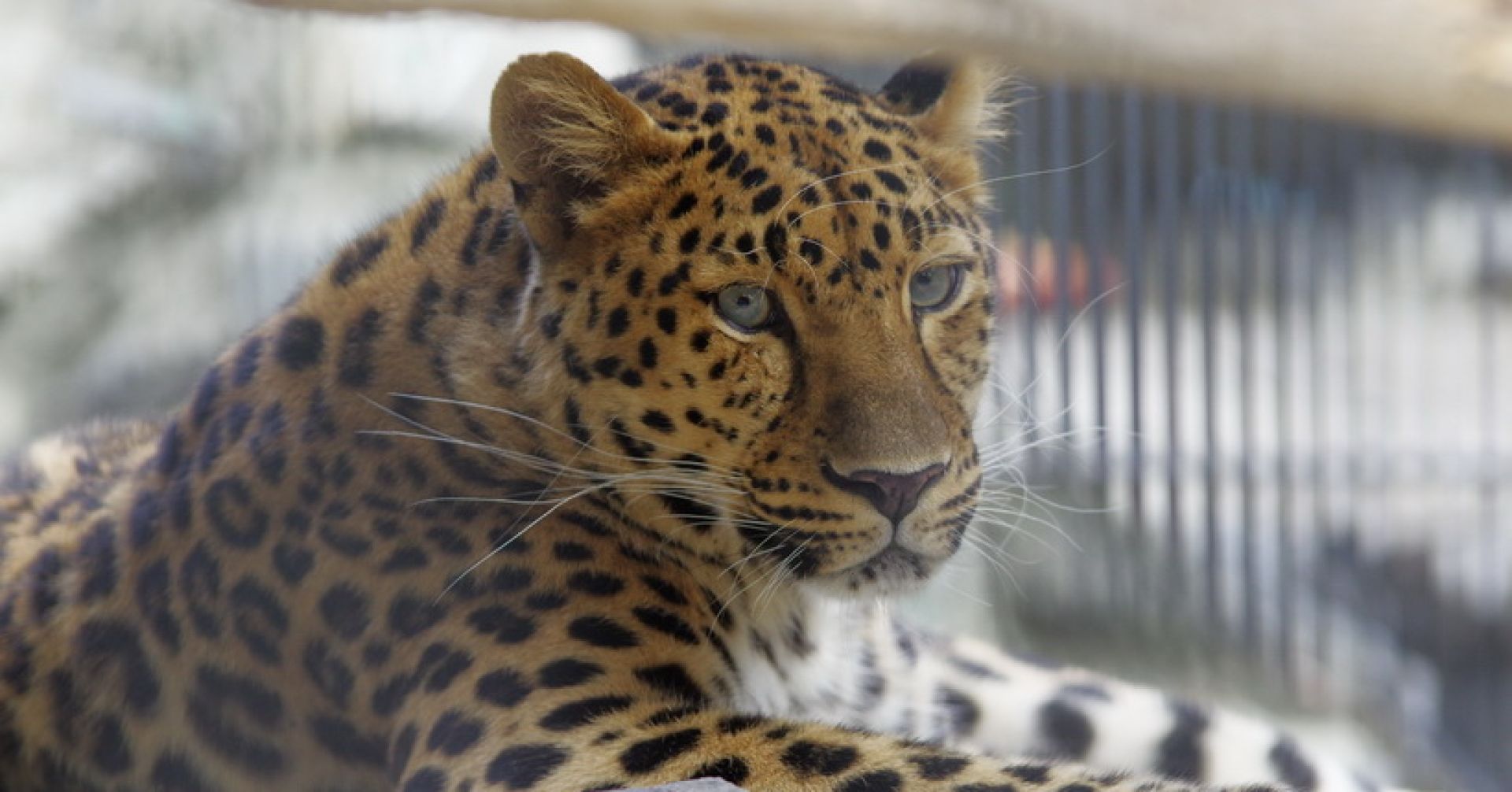 леопард в зоопарке