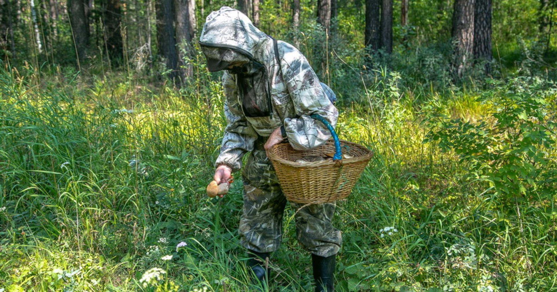 грибник в лесу