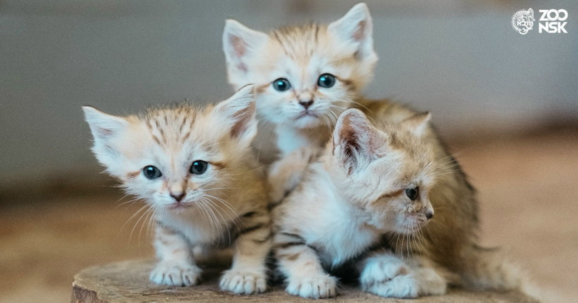 барханные котята