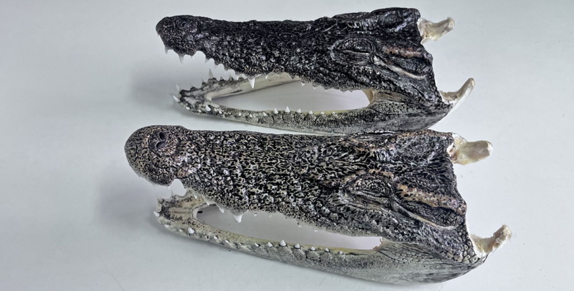 две головы крокодила