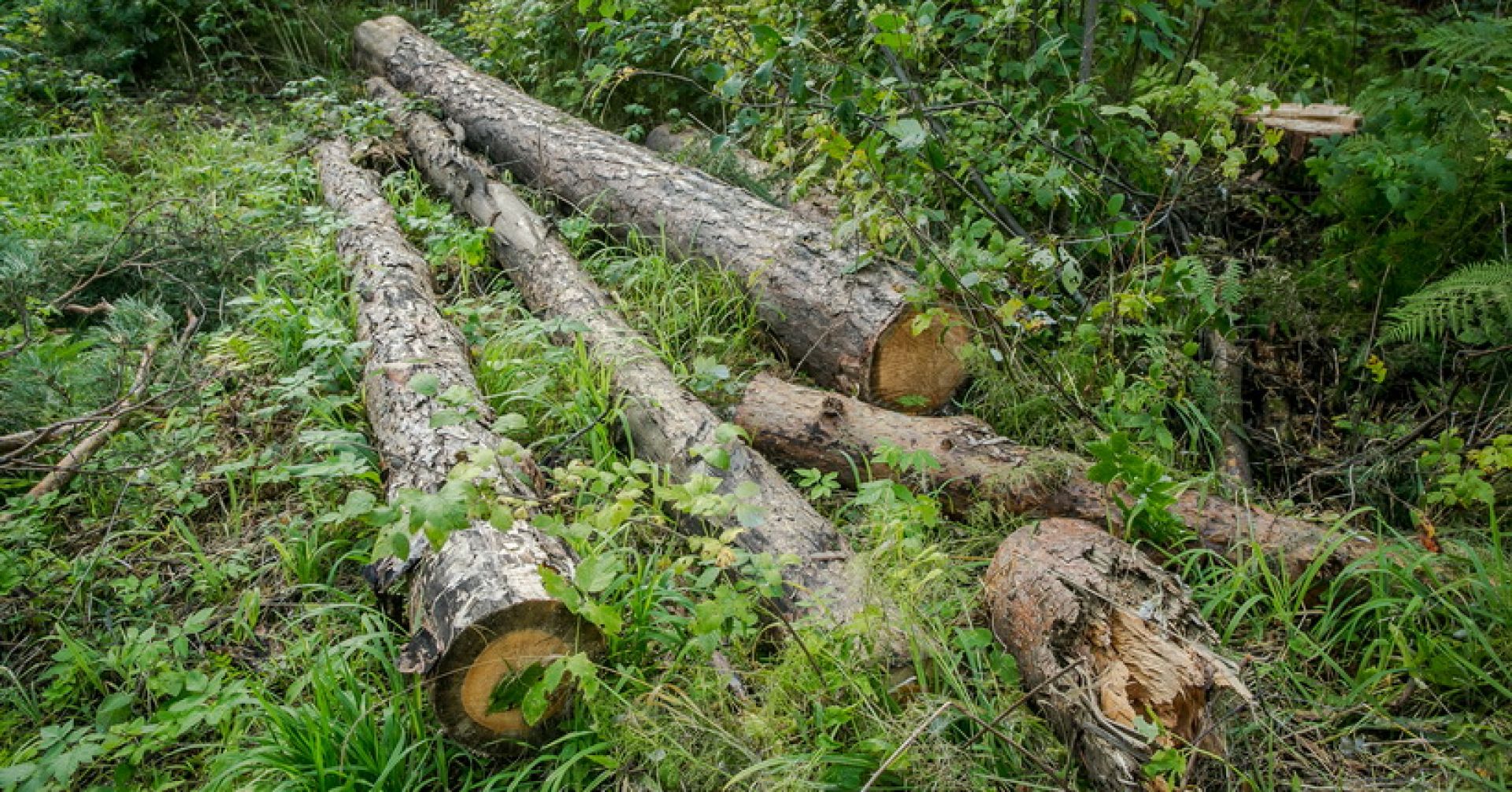 срубленные деревья