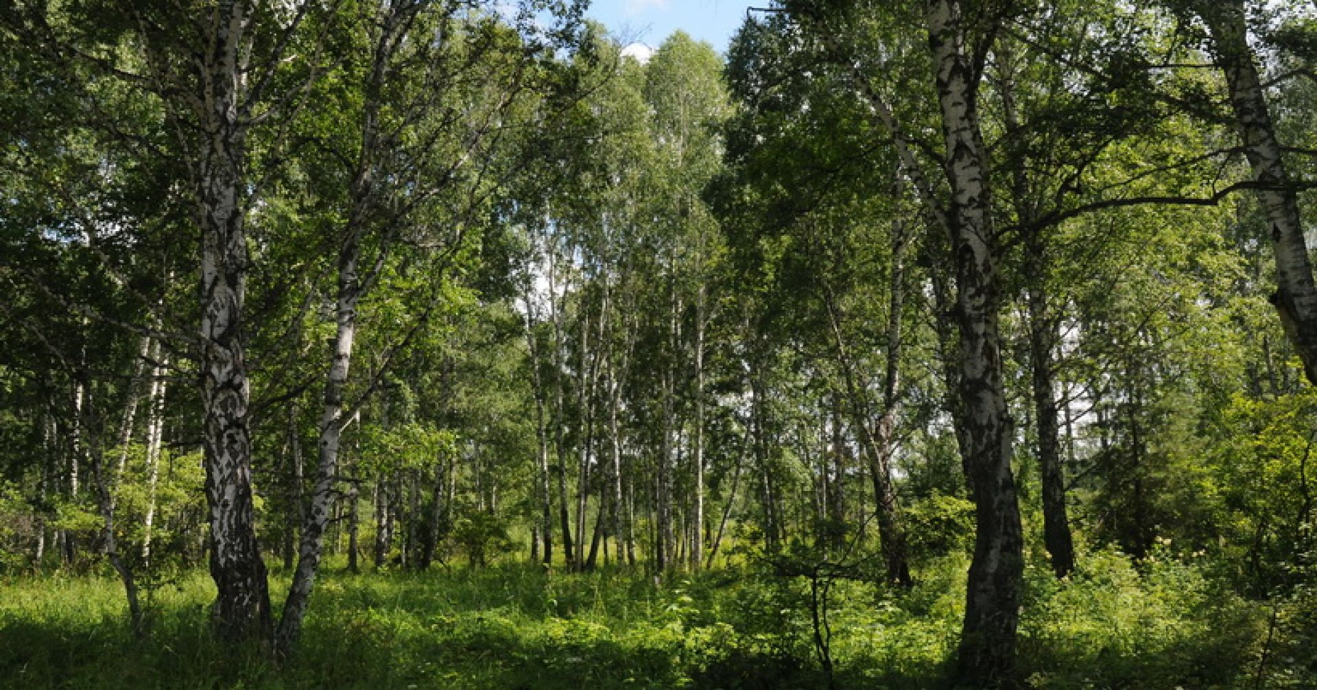 лес