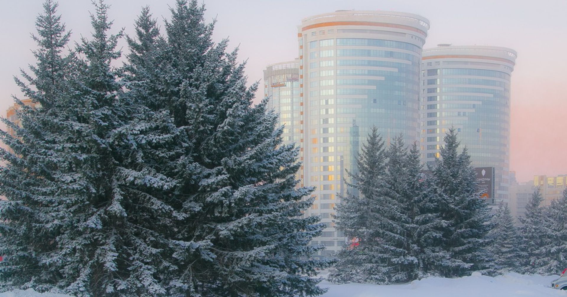 ёлки в морозный день