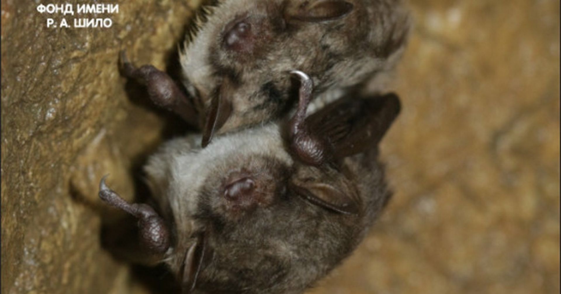 летучие мыши
