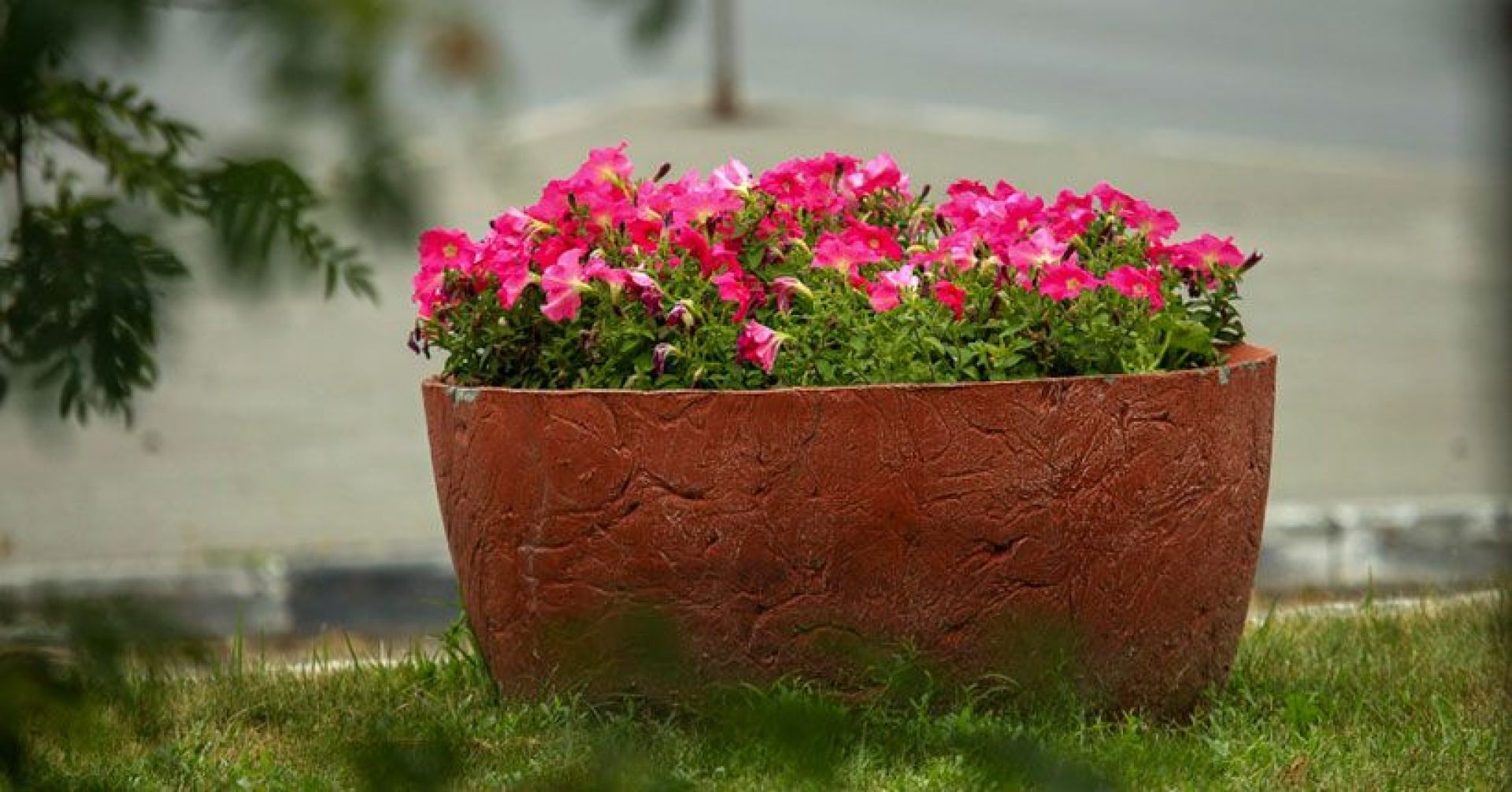 клумба с петуниями