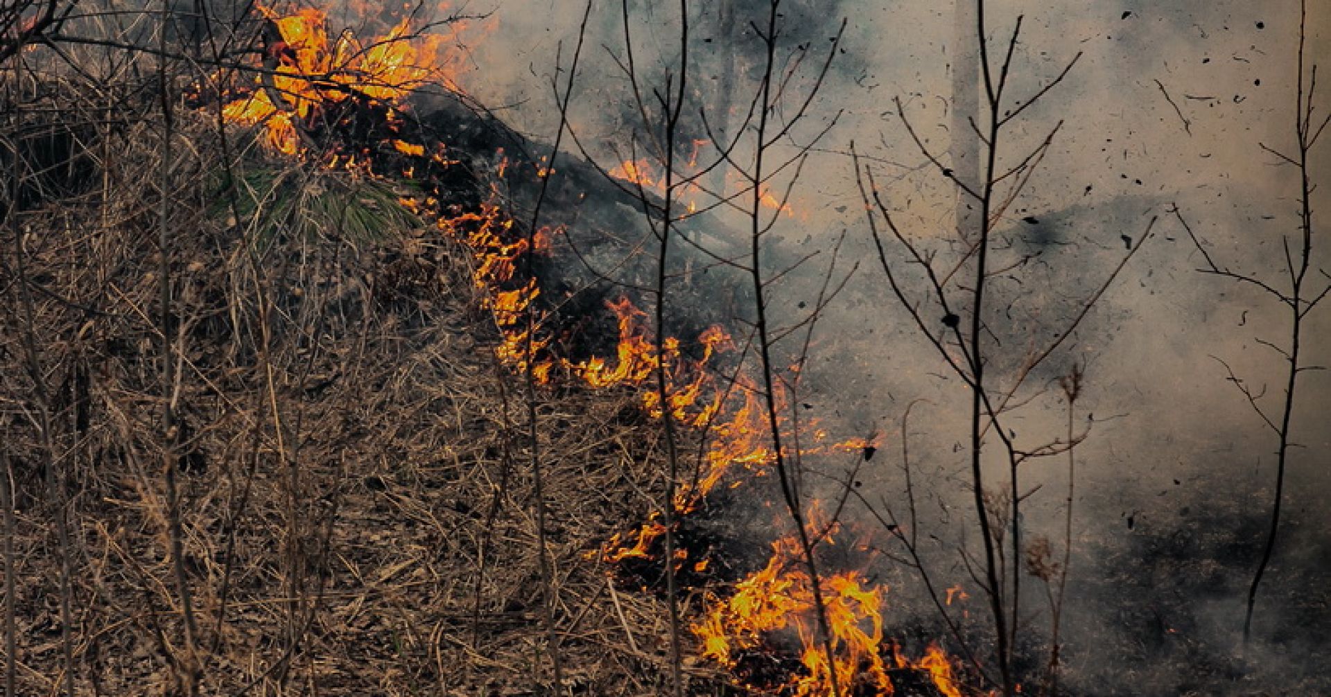 пожар в лесу