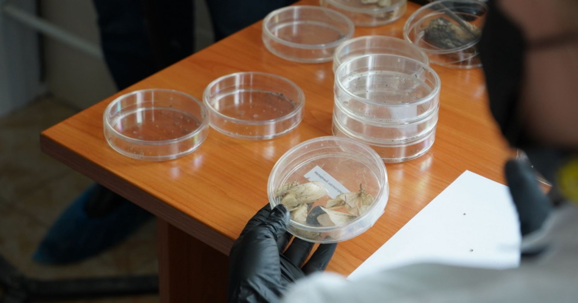 исследования непарного шелкопряда