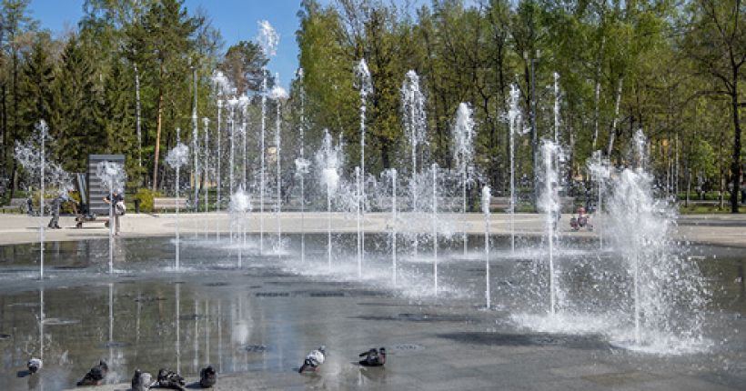голуби